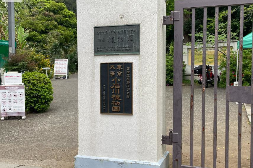 東京都 小石川植物園 婚活パーティーウォーキング 散歩 散策 出会い結婚