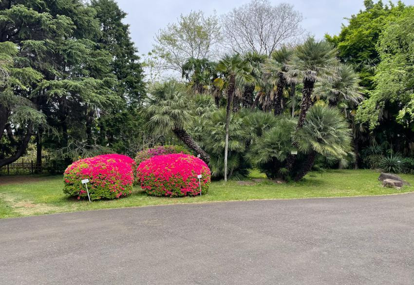 東京 小石川植物園 婚活パーティーウォーキング 散歩 散策 神奈川 出会い 結婚