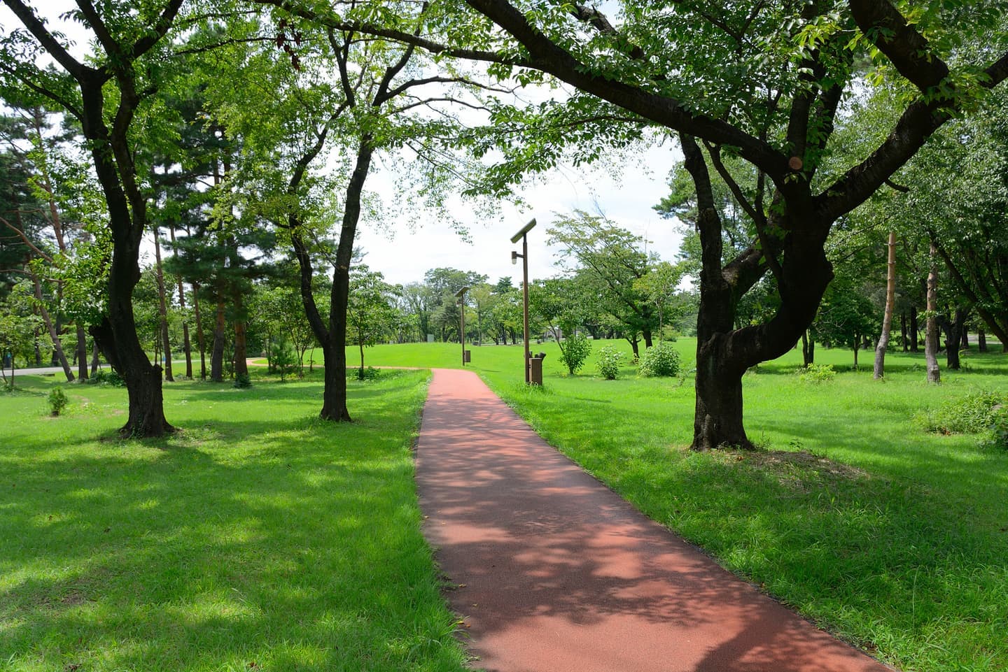 埼玉県 和光市 和光樹林公園 婚活ウォーキング パーティー お散歩 神奈川東京都 千葉県 出会い 結婚